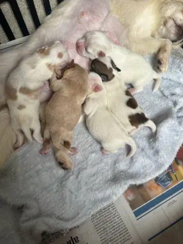 Chihuahua Fêmea Chocolate: Uma Doçura em Forma de Filhote!