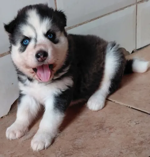 Husky Siberiano, filhote fêmea