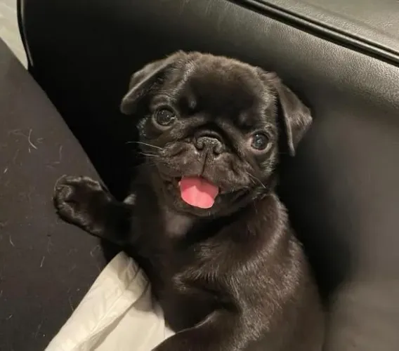 Filhote Pug, Seus melhores momentos começarão ao lado de um filhote!