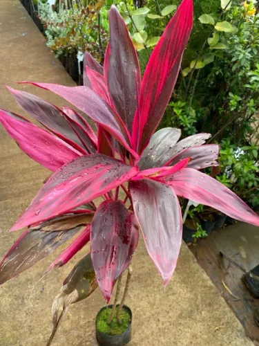 Muda de Dracena Cordyline
