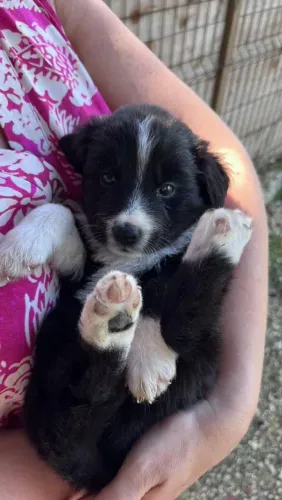 Filhote Border Collie, Cãopanheiros leais prontos para fazer parte da sua vida!