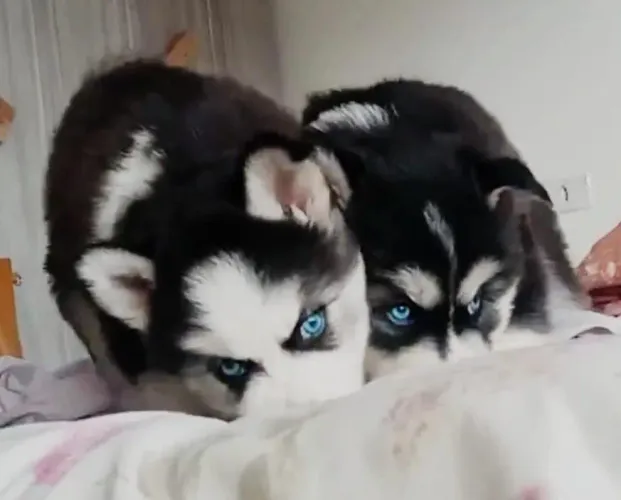 Filhotes de Husky - Black Friday