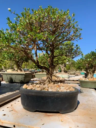 Bonsai de Serissa 12 anos