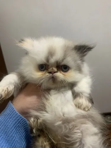 Gatos persas e exóticos 