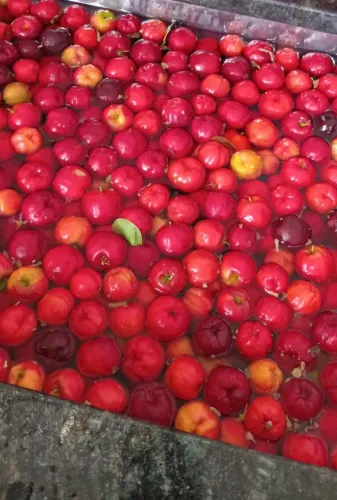 Mudas de acerola roxa