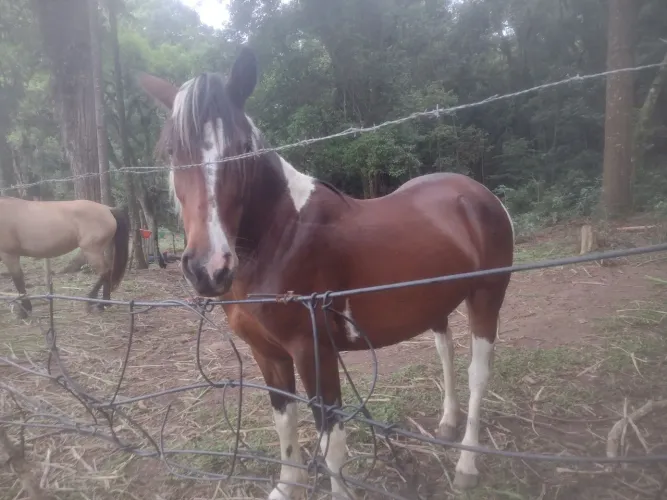 Égua Pampa, lindo e dócil
