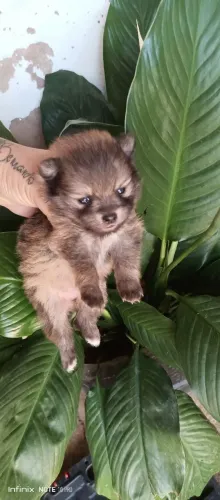 Filhote lulu Pomerânia 