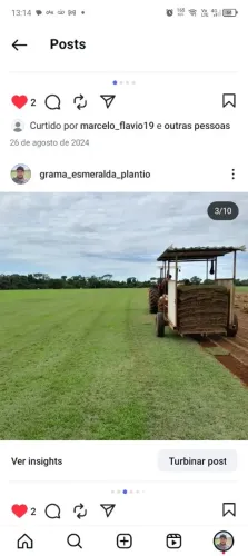Grama esmeralda Guaraci 