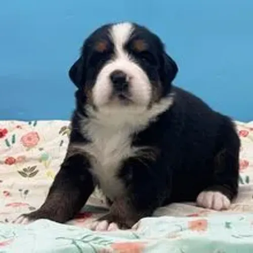 Boiadeiro de Berna - Puro Sangue!