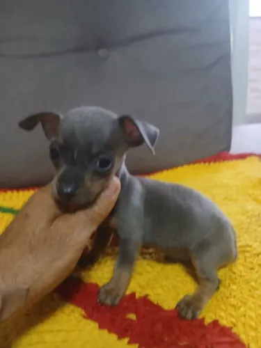 Pinscher 