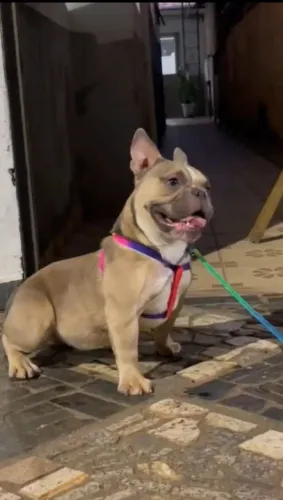 American bully fêmea registrada