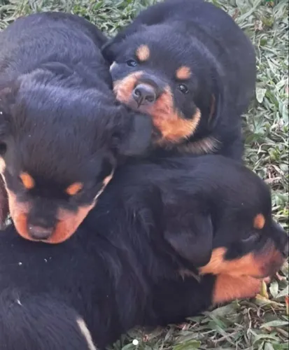 Lindos filhotes de Rottweiler