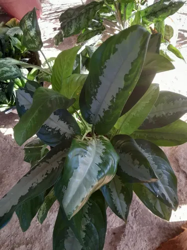 Plantas já pegadas