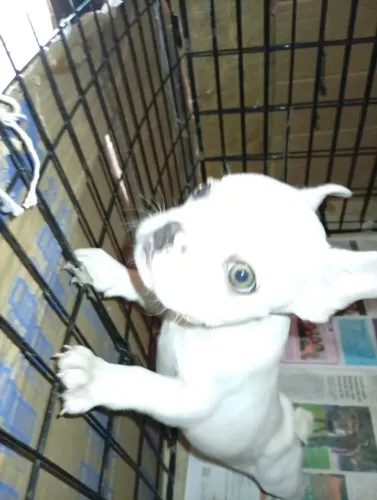 Filhote Bulldog machinho