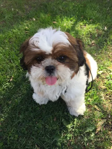 Shih Tzu O anúncio que pode mudar sua rotina