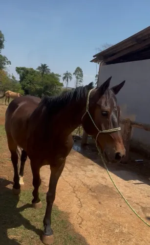 Cavalo castrado quarto de milha