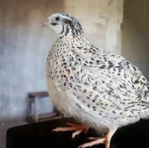 Codornas, Frangos Caipiras, galinhas, patos e pintinhos 