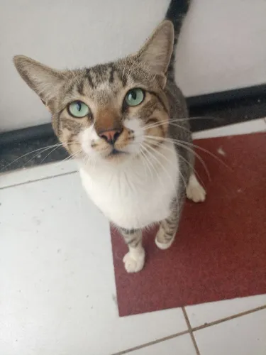 Gato macho rajado para doação 