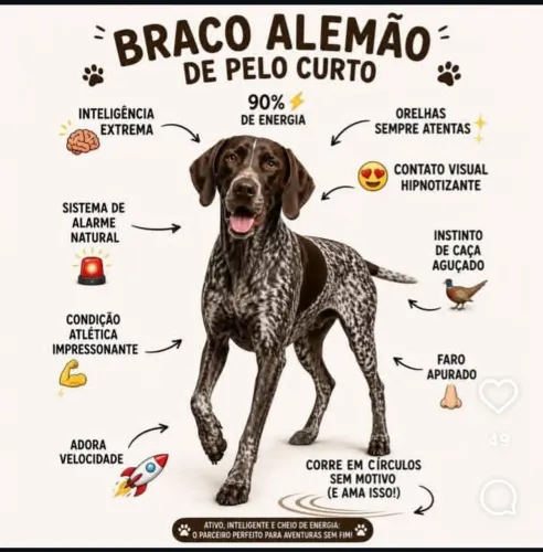 Venda Braco alemão 