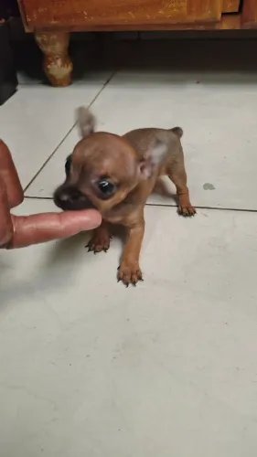 Pincher machinho