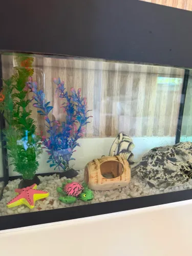 Aquário com ornamentação!