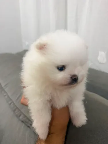 Spitz alemão