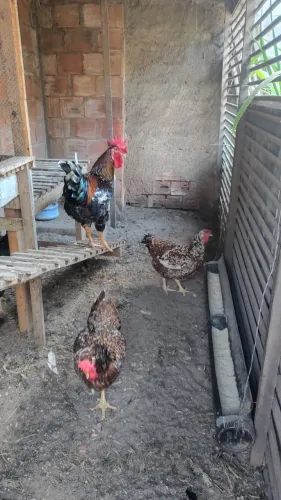 Galinhas gsb balão