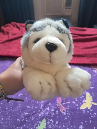 Husky de Pelúcia