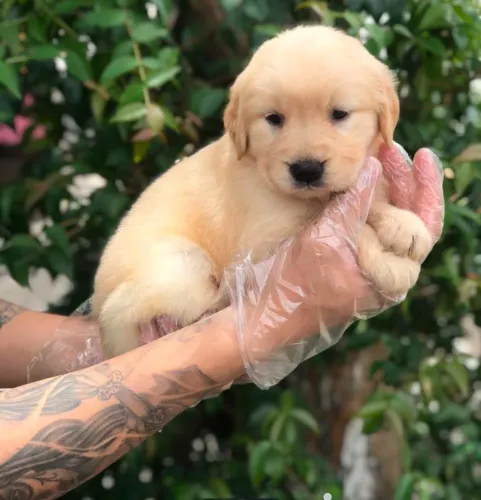 Golden Retriever, lindos