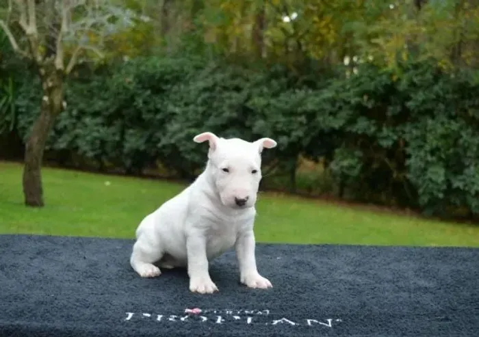 Bull Terrier - Filhotes saudáveis e bem cuidados