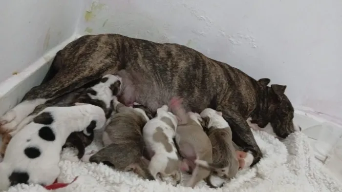 Venda-se filhote de American Bully 