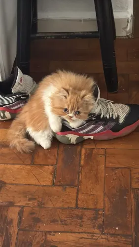 Belíssimo gatinhos Persas últimos machos 5 mês 
