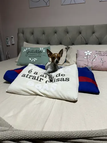 Pinscher O Disponível para Cruza