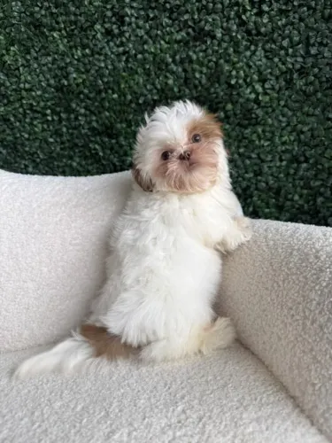 Shih Tzu Com Um Jeito Doce E Espontâneo