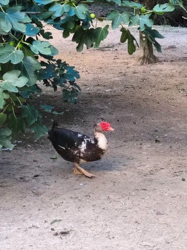 Pato