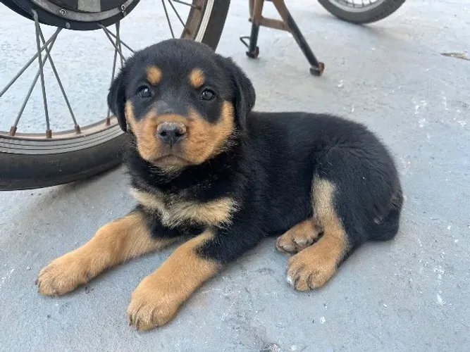 Filhote Rotweiller