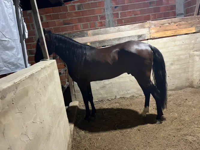 Vende um cavalo
