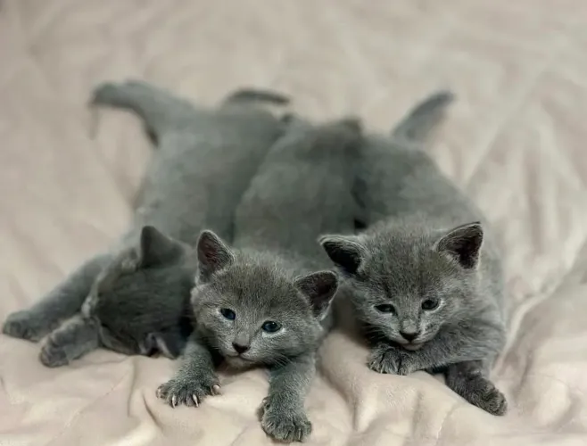Russian blue hipoalergenico