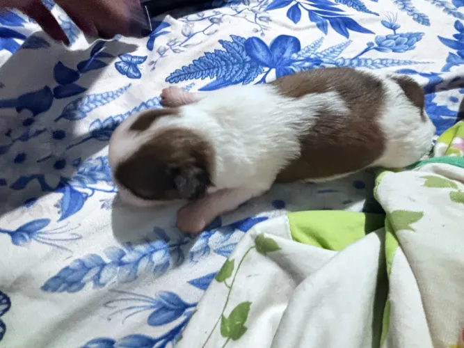 Vendo filhote de Shih Tzu puríssimo fêmea , só tem uma disponível