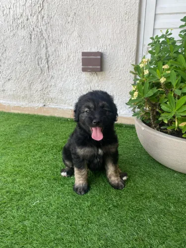 Cachorro poodle flocada pretinha com maltês fêmea peludona