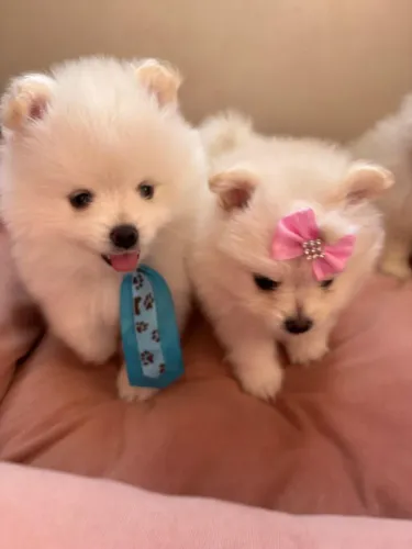 FILHOTES FÊMEA E MACHOS DE LULU DA POMERÂNIA