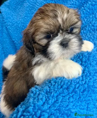 Filhotinhos shih tzu/shitzu linhagem selecionada com saúde em dia dócil
