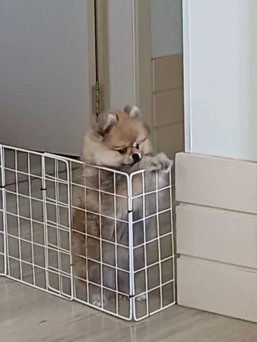 Venda lulu da pomerania