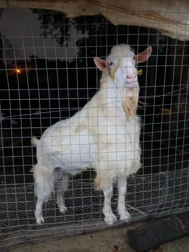 Cabras sanne