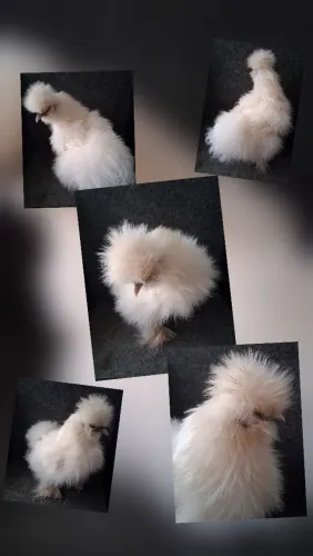 Sedosa do Japão Ovos Férteis