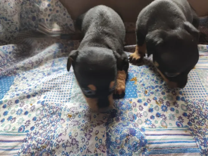 Vende-se filhote de Pinscher 1 (Macho)