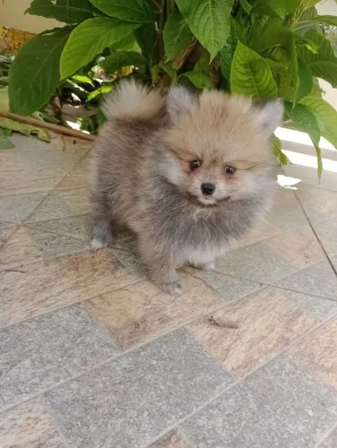 Spitz alemão Anã fêmea com pedigree. Vacina, entregamos, em 10x no Cartão