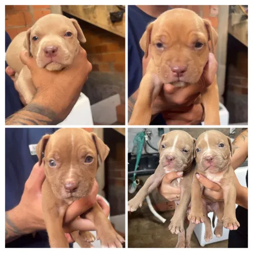 Filhotes de PITBULL!