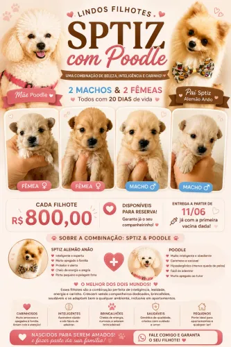 Cachorros
