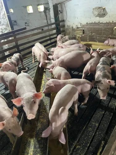 Vendo porcos (leitões)